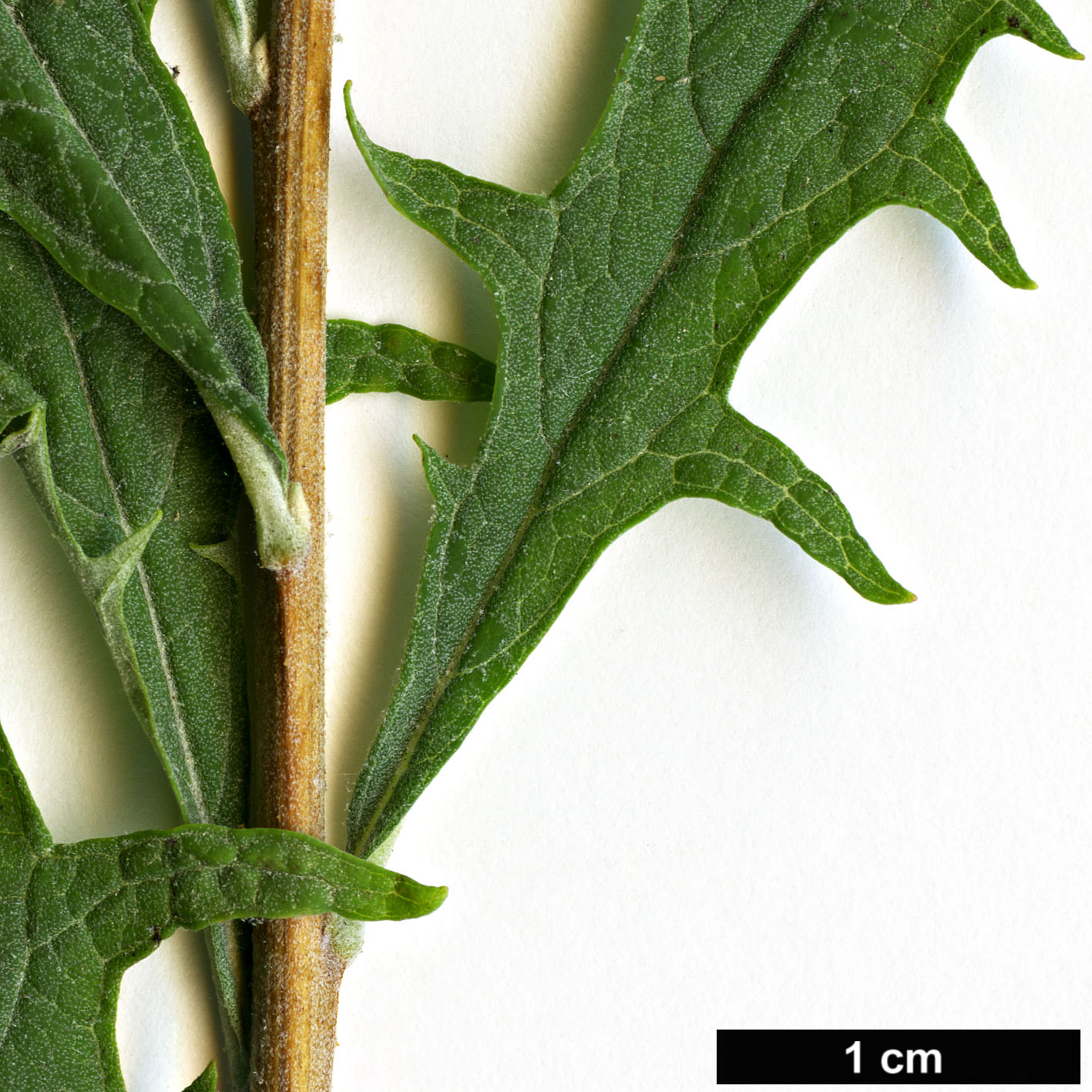 High resolution image: Family: Scrophulariaceae - Genus: Buddleja - Taxon: ×wardii (B.alternifolia × B.crispa)